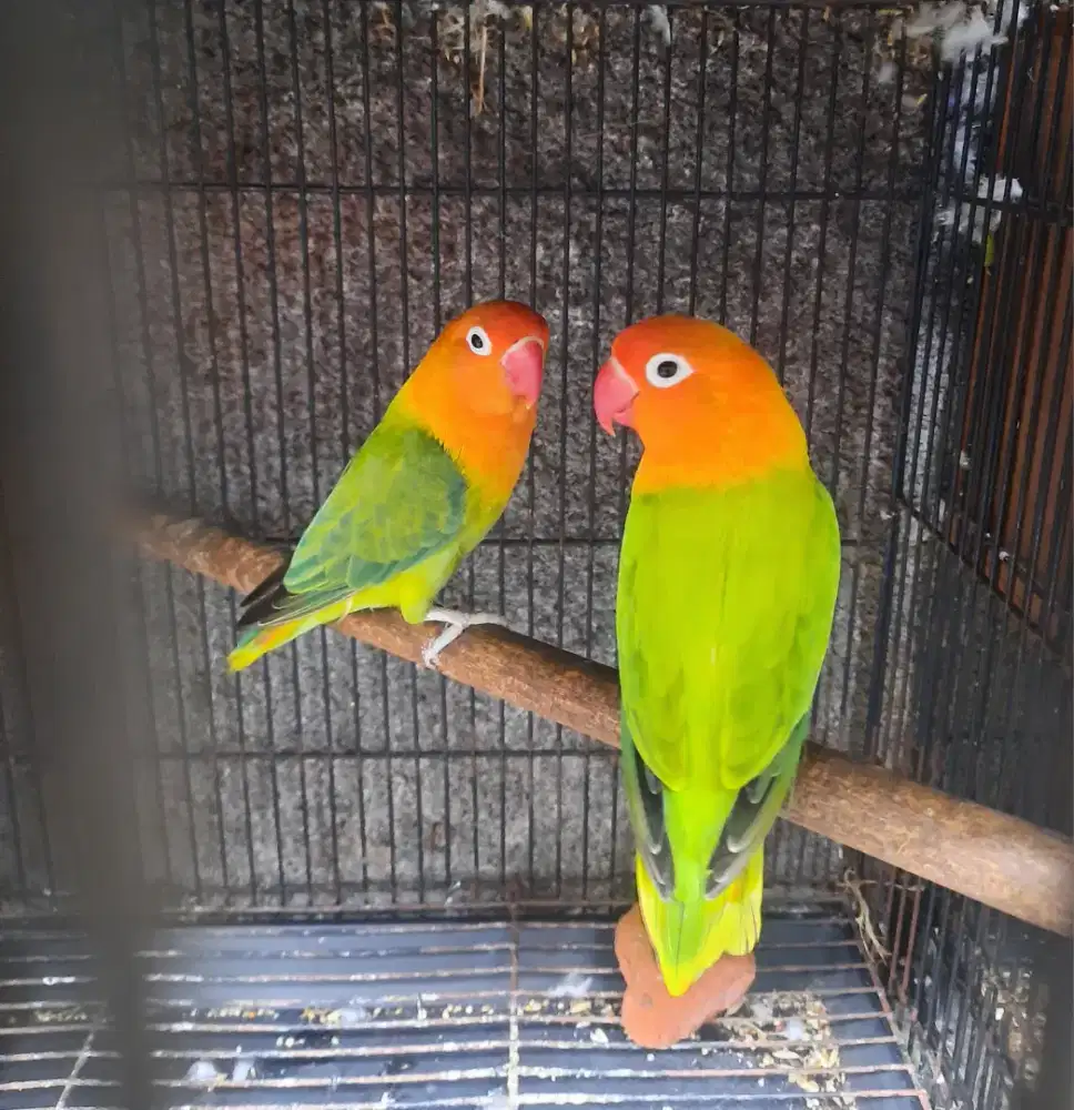Lovebird Biola Pasangan Dewasa bagus