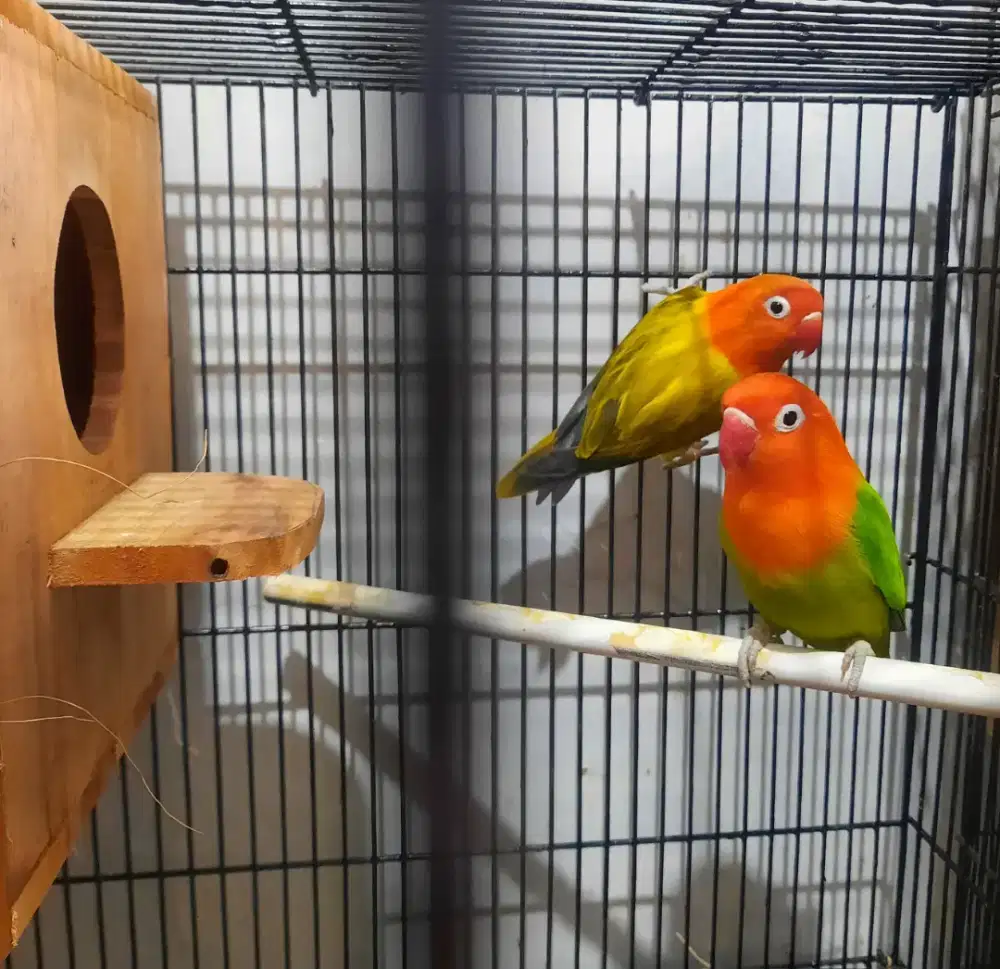 Lovebird pasangan Biola Euwing x Biola Green