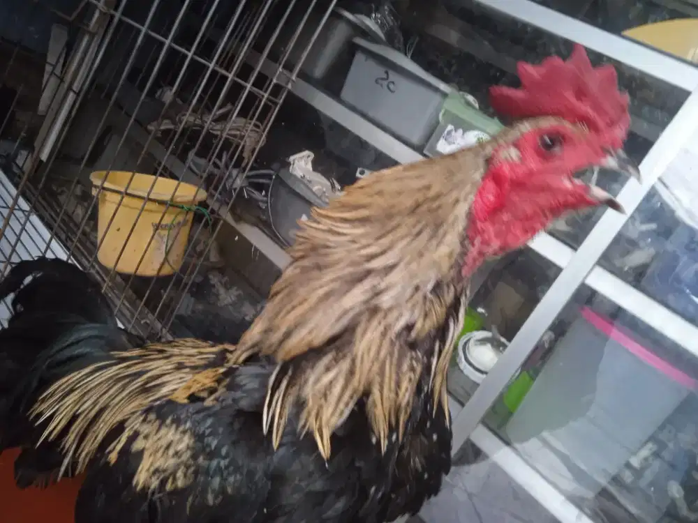 Ayam Bangkok blasteran Mangongagah dan sangar