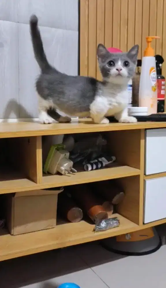 Munchkin kitten 3bulan murah