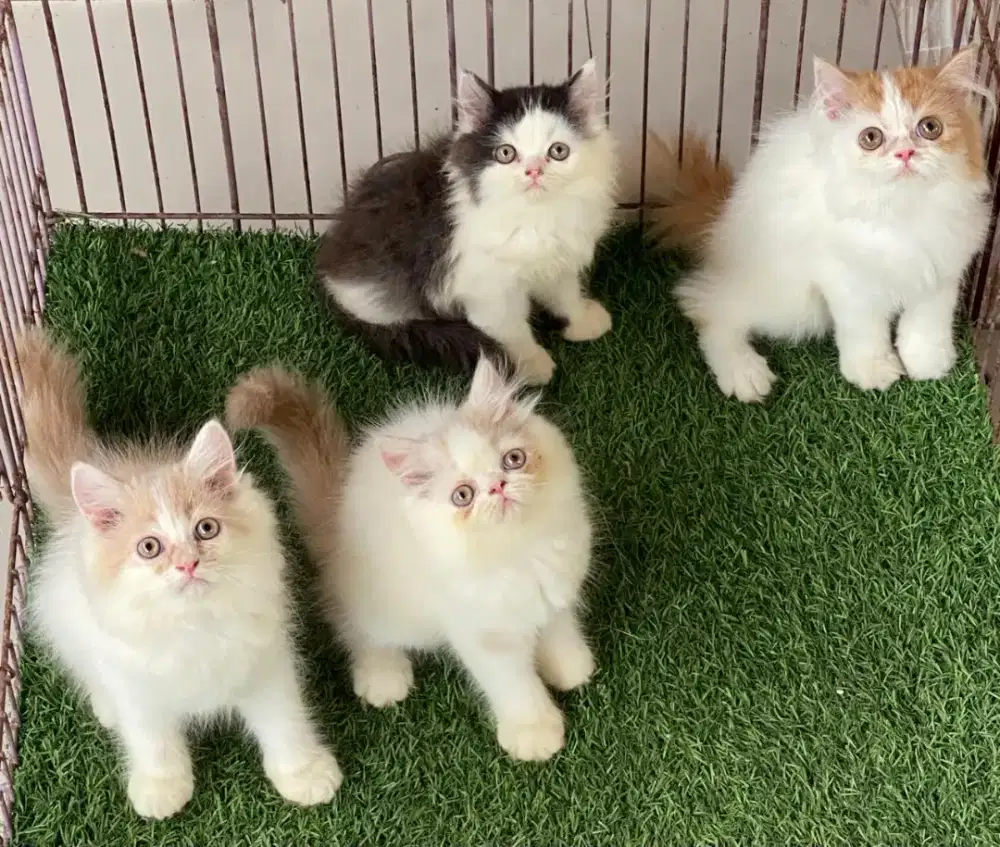 Kucing kitten ras persia flatnose peaknose longhair