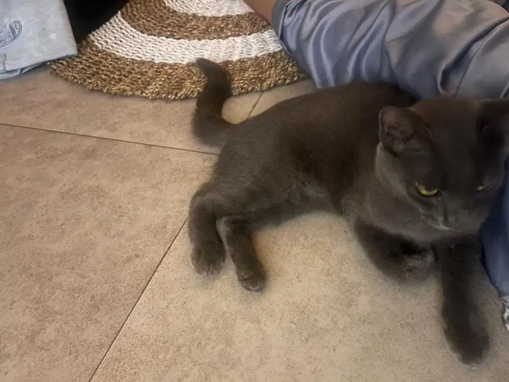 Lepas adopt kucing rumahan