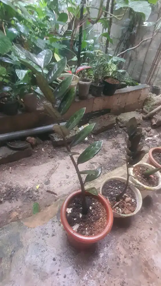 Zamia hitam tanaman