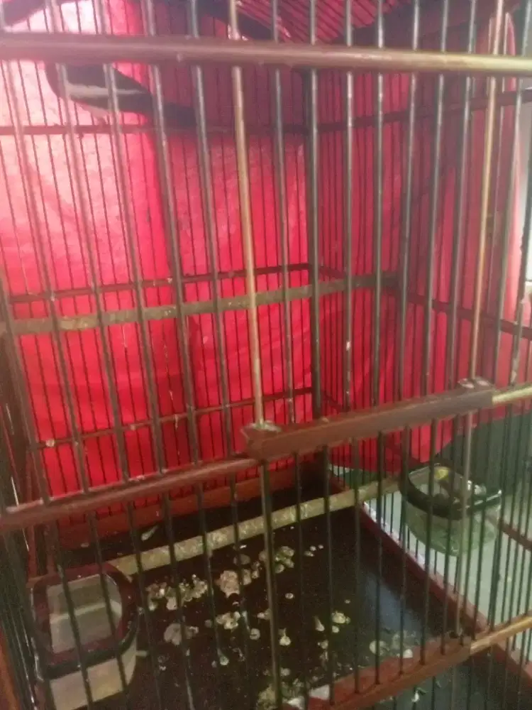 Burung Kacer jawa