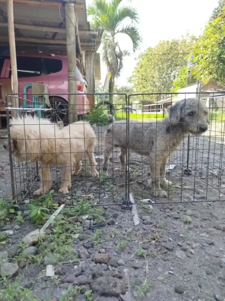 Poodle jantan silver