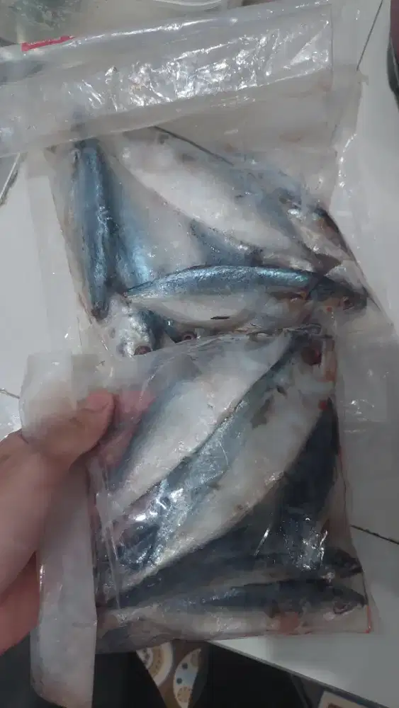 Ikan kembung frozen murah