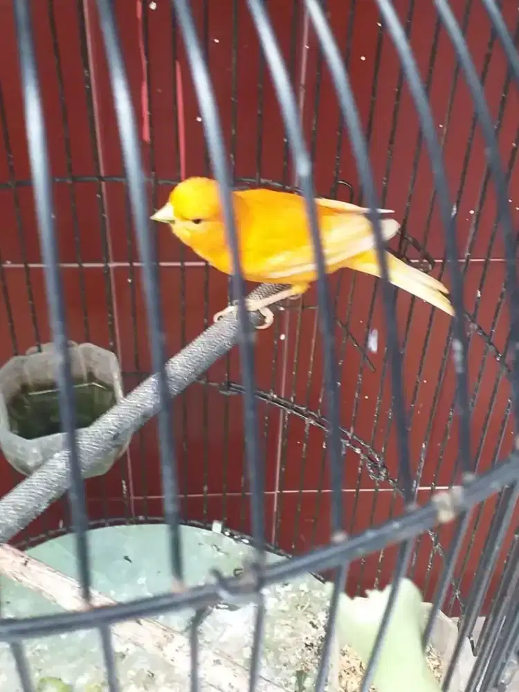Kenari oren lokal udah rajin bunyi