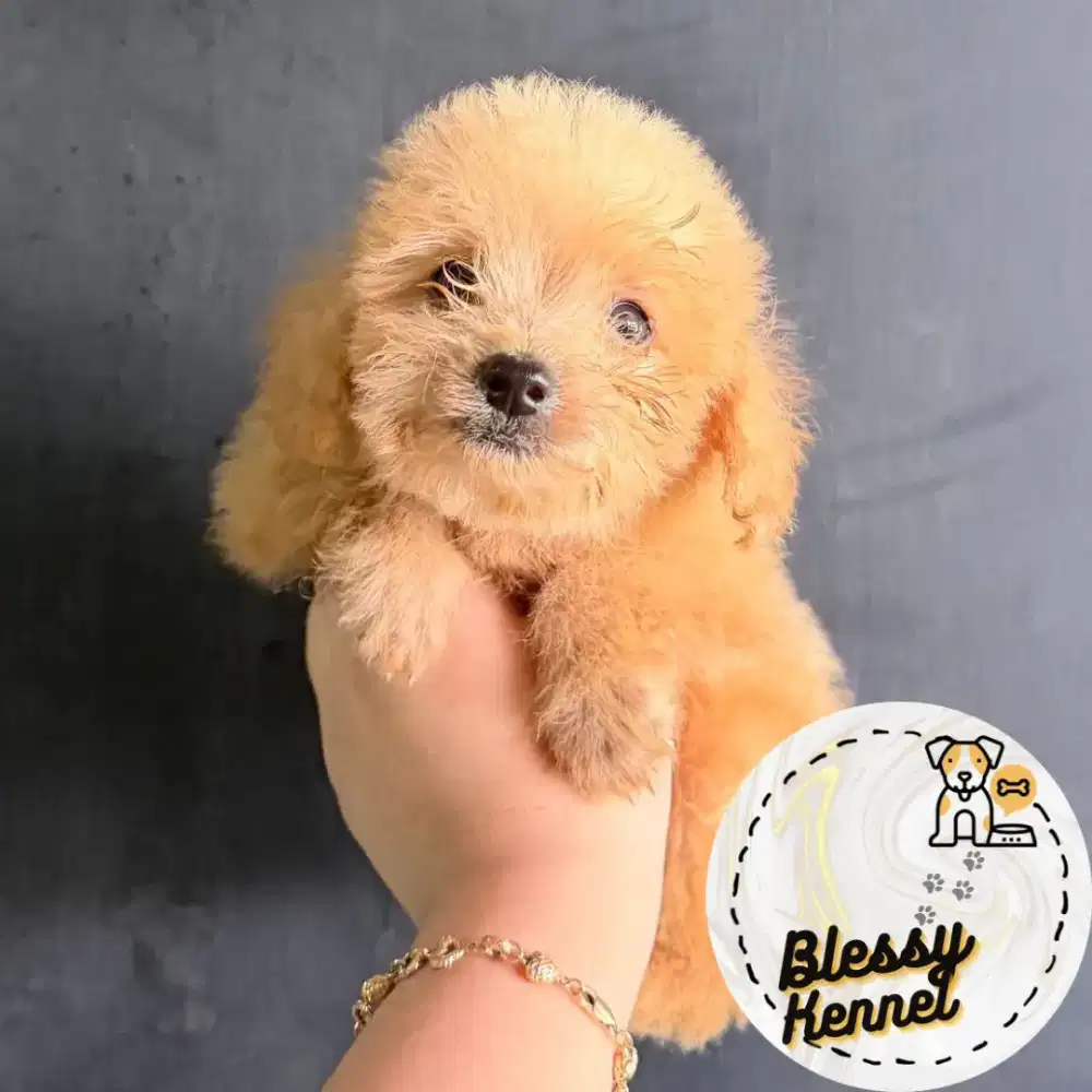 Anjing Tiny Poodle