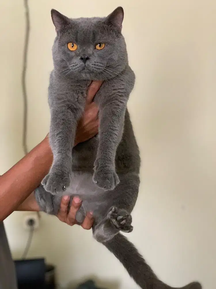 BSH Blue Jantan dewasa