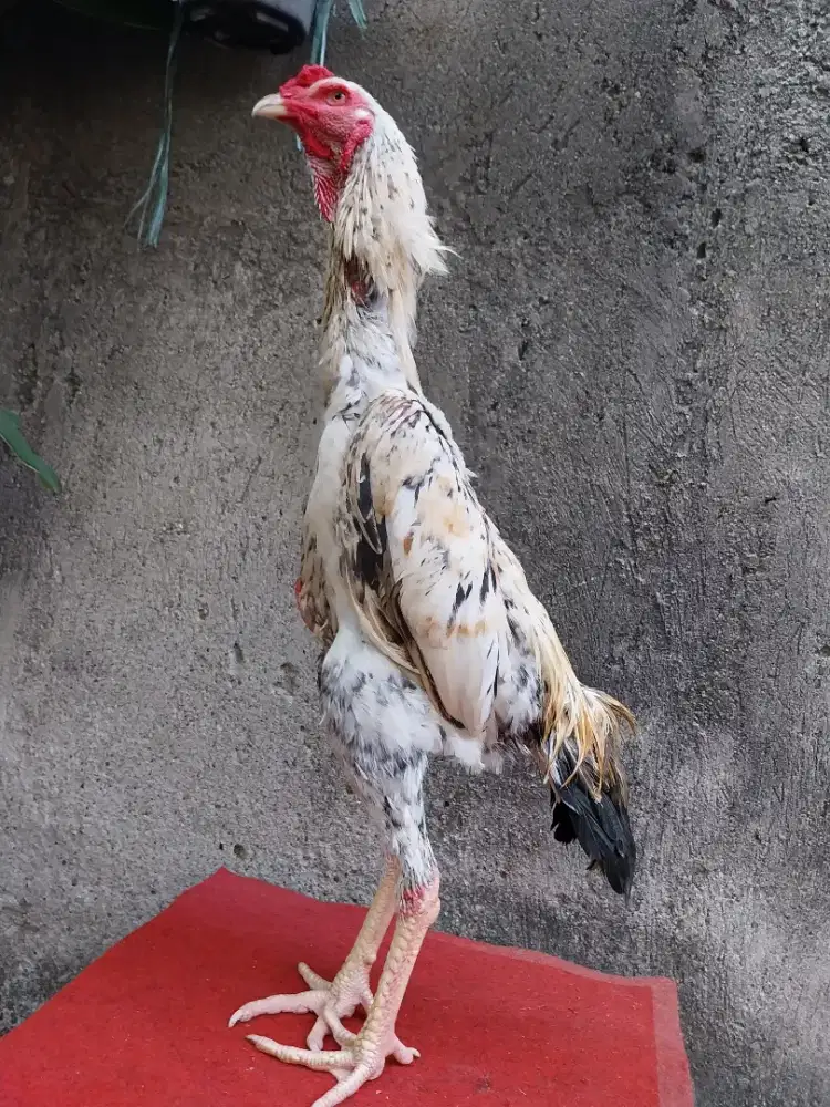 Ayam shamo Europa