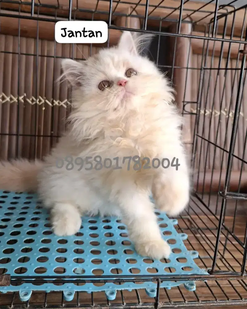 kucing anggora/ kitten flatnosevjantan/kucing persia jantan)