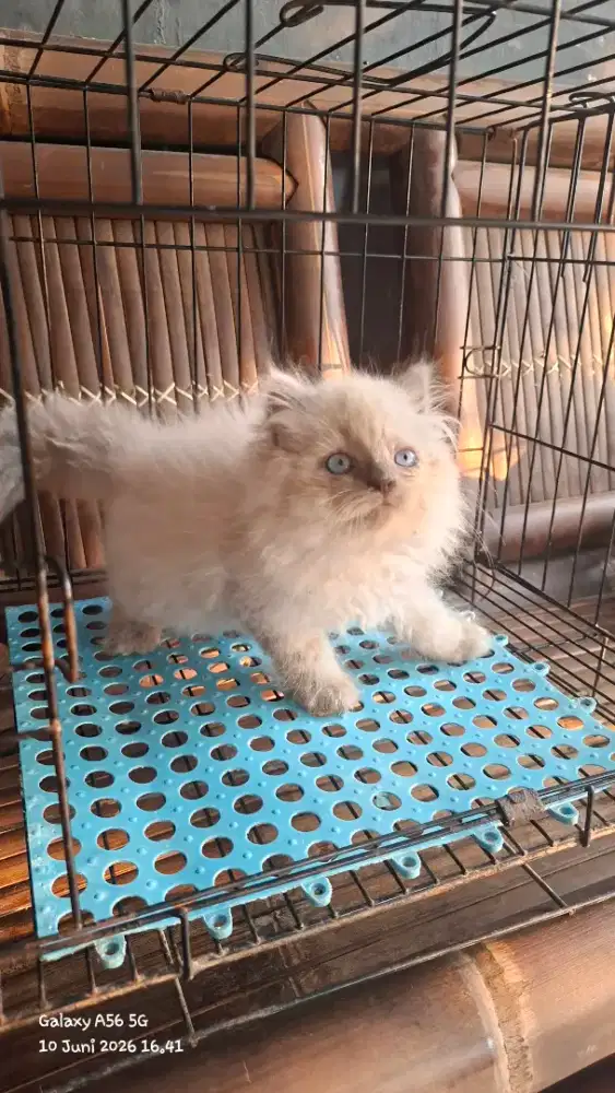 Kucing ragdol /kitten ragdol jantan/kucing ragdol himalaya