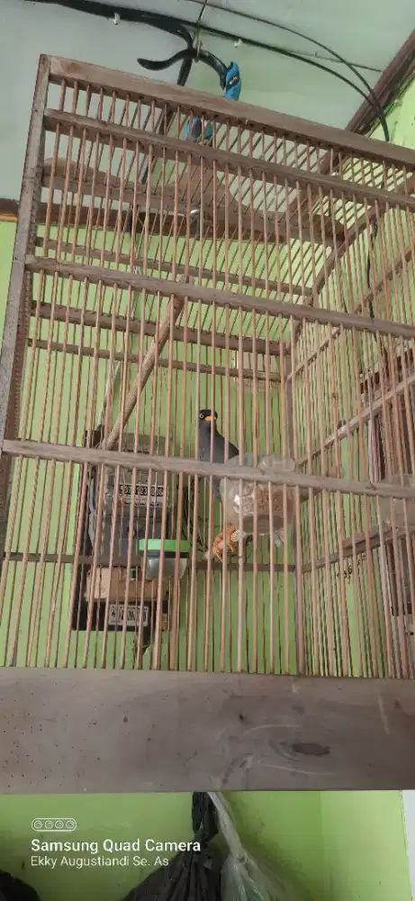 Burung Jalak Kebo