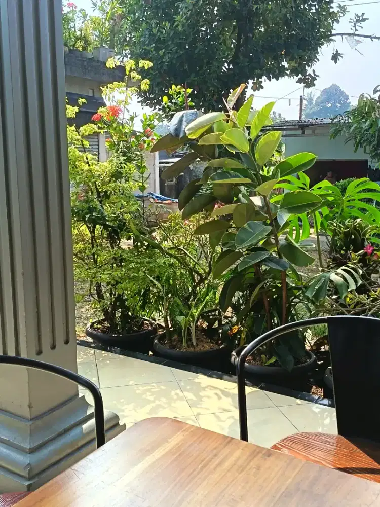 Pohon palm dan lainnya