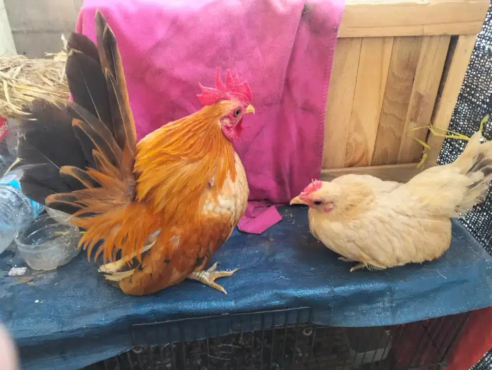 Ayam kate seramah