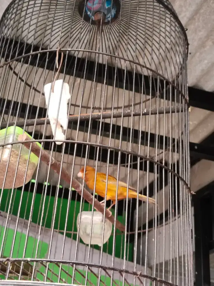 Burung kenari loper fs