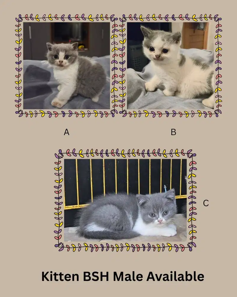 Kucing BSH British Shorthair