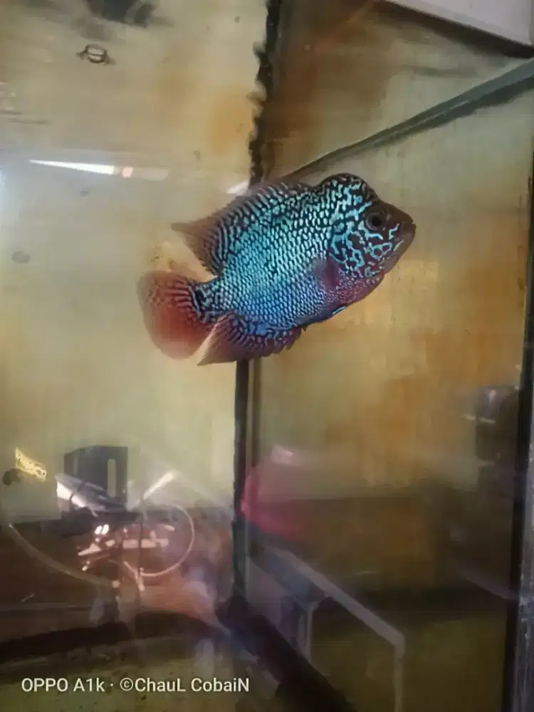 Louhan kamfa f2 jenong