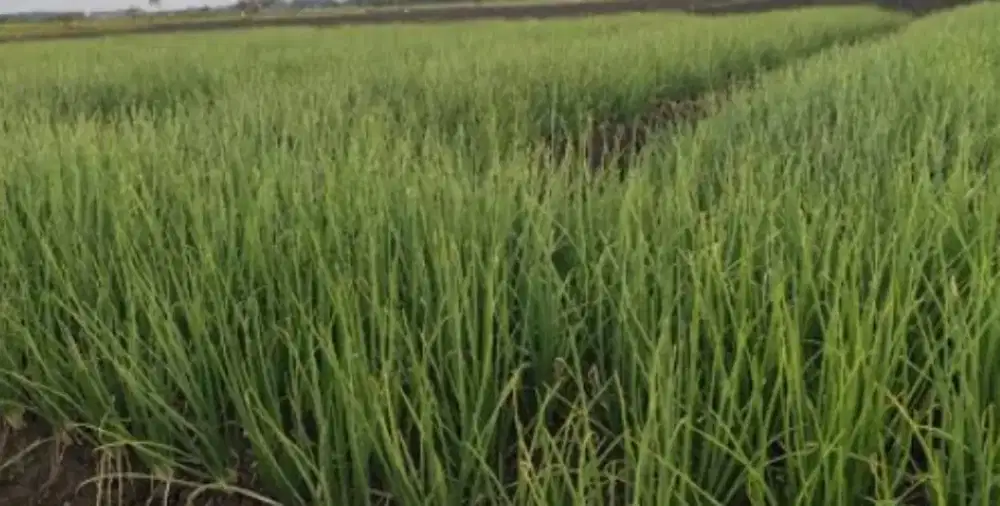 Dijual Sawah di Karangsemi, Nganjuk