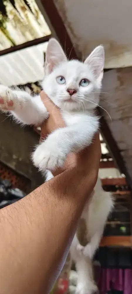 KITTEN SIAM flame point