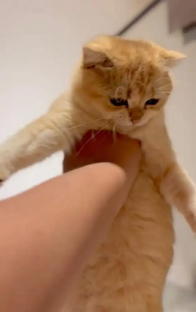 Kucing sf golden Ny25