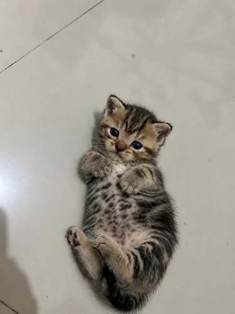 Munchkin mix bsh black tabby