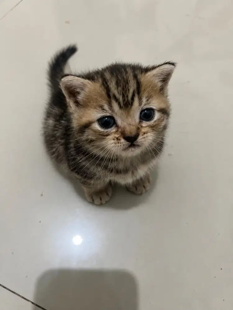 Munchkin x bsh black tabby