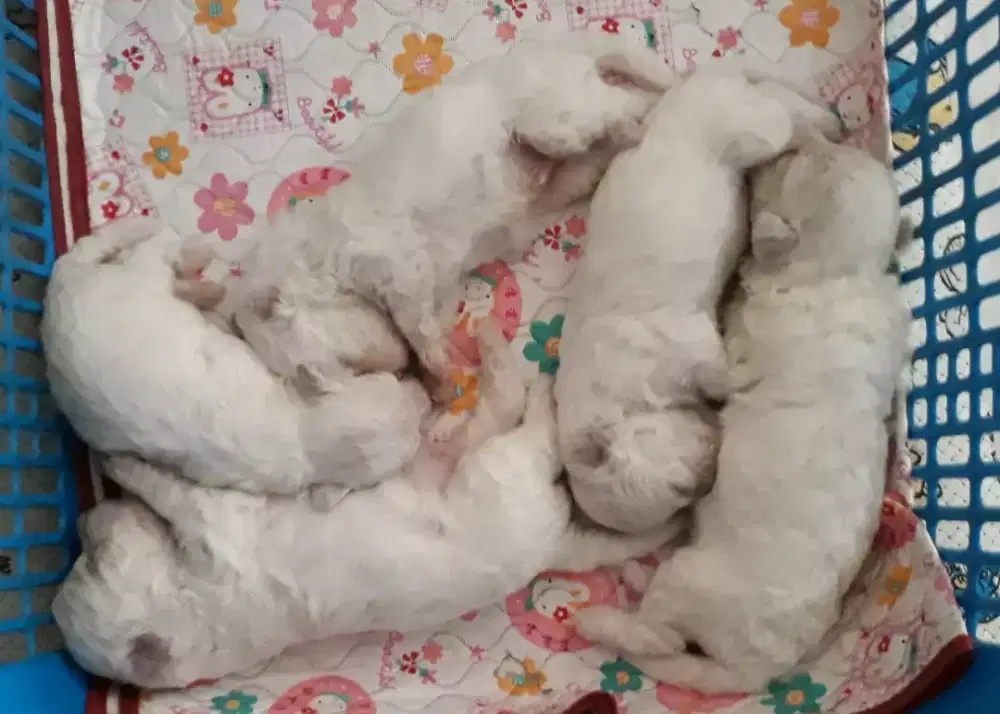Bichon frise stambum vaksin