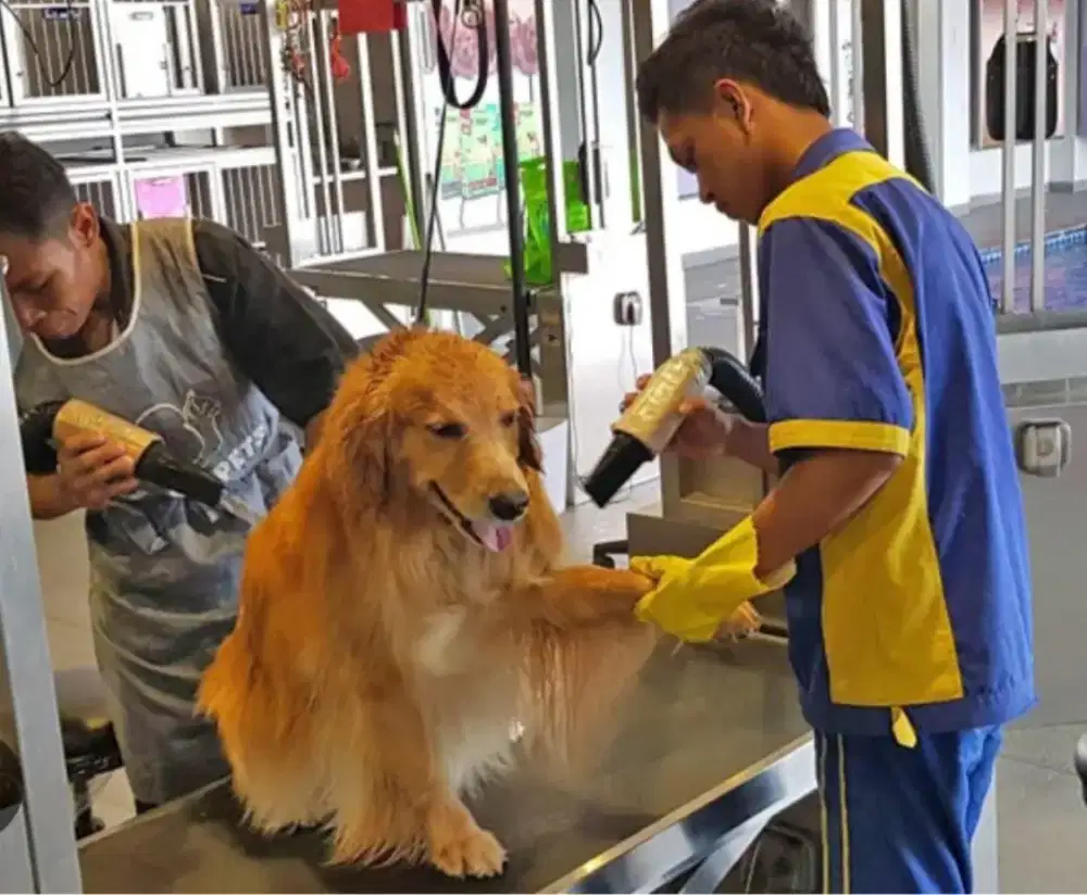 Groomer profesional