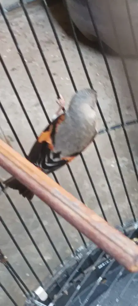 Jual burung red siskin betina