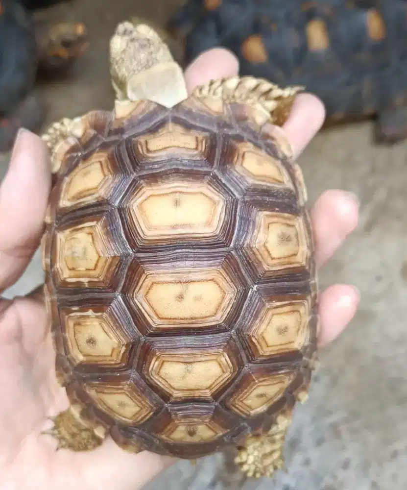 Sulcata size 10,5cm sehat