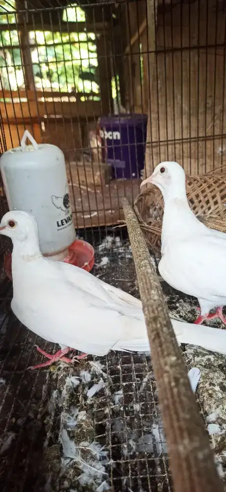 puter pelung albino betina