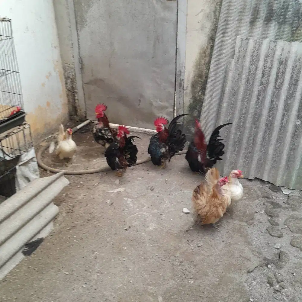 Ayam Serama Indukan