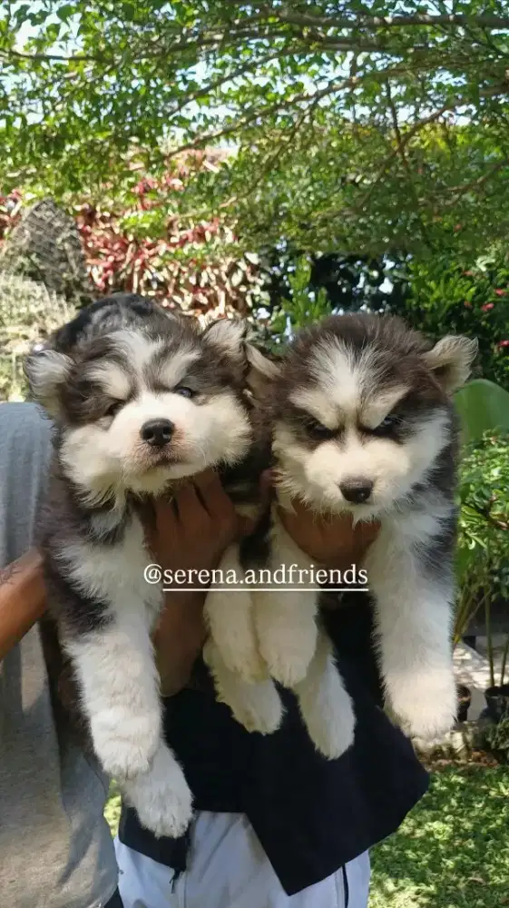 Open Booking -- Serena Puppies!