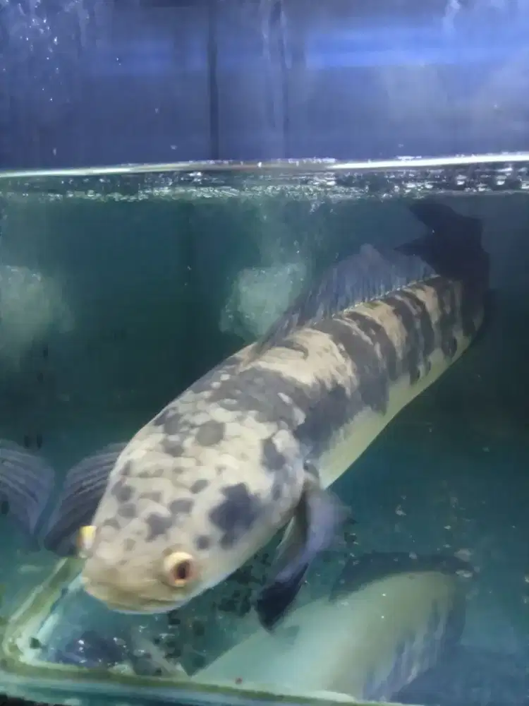 CHANA YS 55 cm dan Aquarium