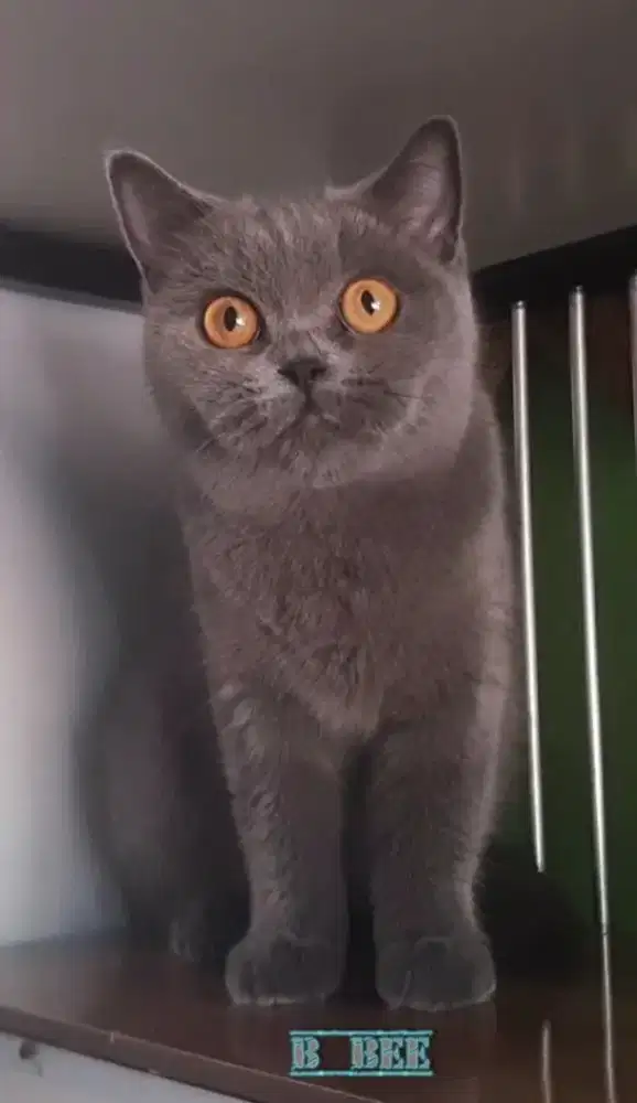 BSH BRITISH SHORTHAIR SF SCOTTISH FOLD MUNCHKIN PEAKNOSE EXO RAGDOLL