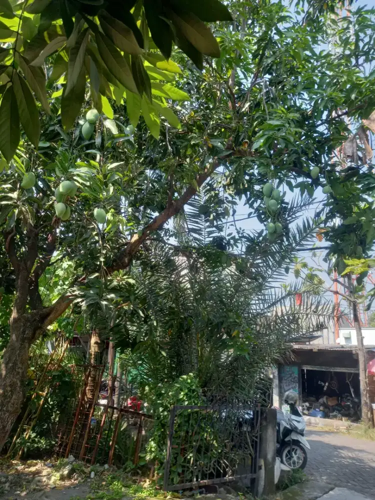 Buah mangga harum manis