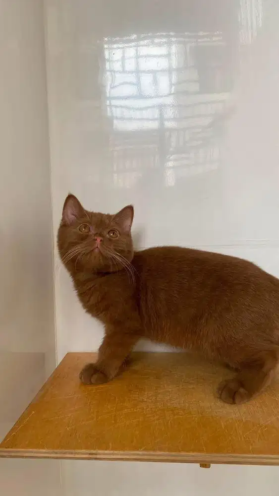 Kucing british shorthair bsh british short hair