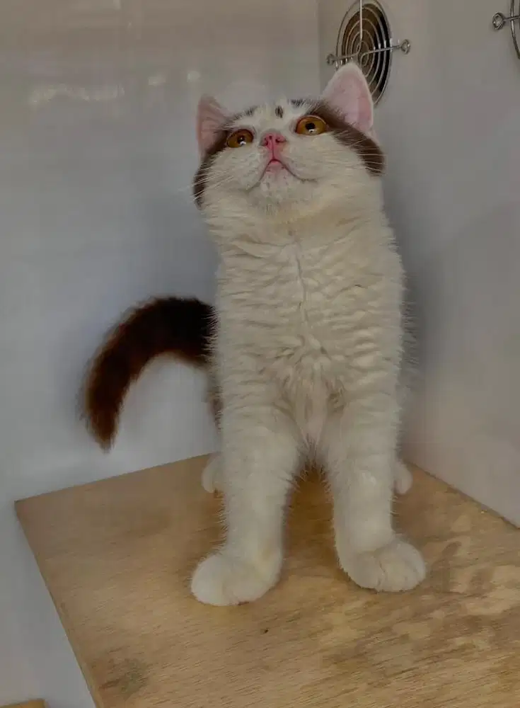 Kucing british shorthair bsh british short hair