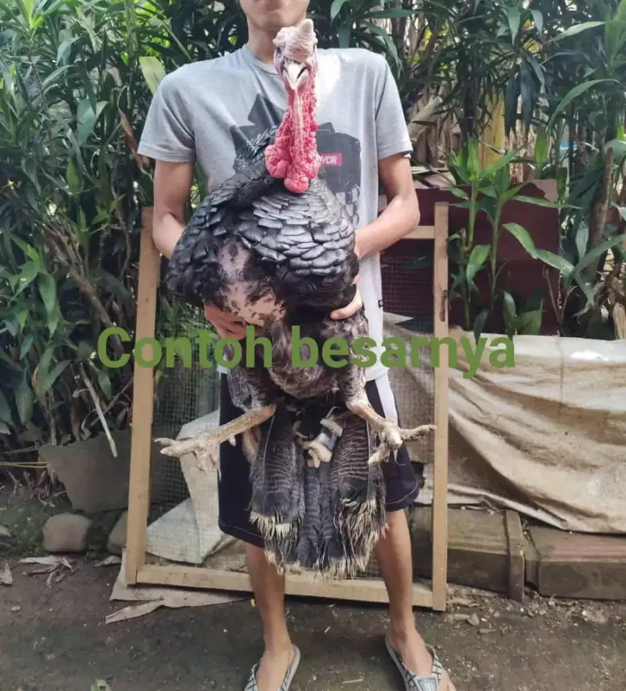 Anak ayam kalkun