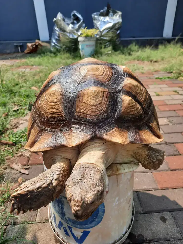 Kura sulcata 45,5cm betina