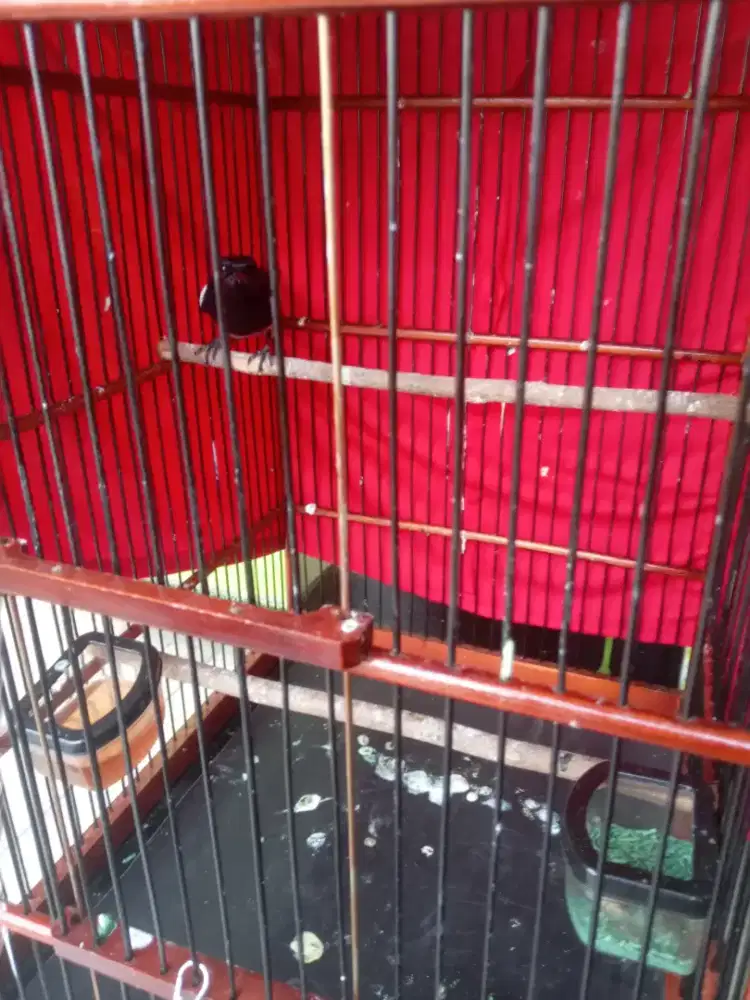 Kacer Jawa Timur