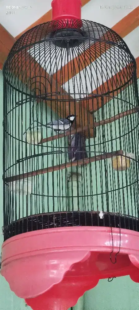 Burung gelatik batu