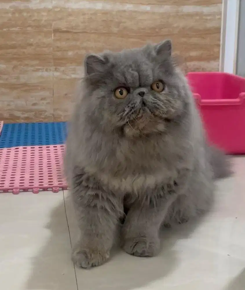 Kucing persian peaknose jantan 6 bulan