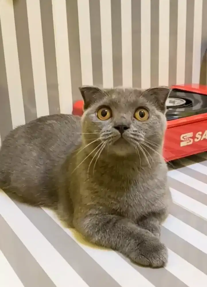 BSH X Munckin x scotis Cebol betina 6 bulan blue