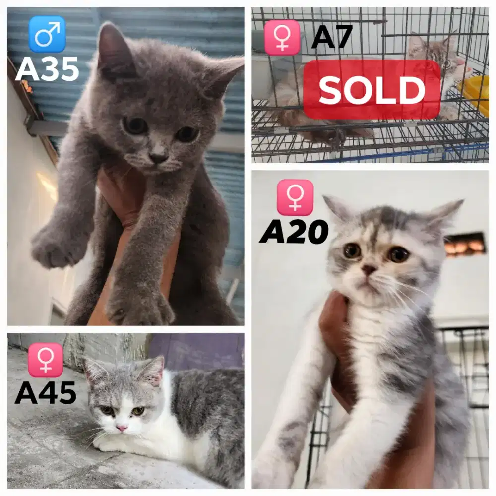 Lepas Adopt Borongan Kucing BSH Bristish Shorthair Scottish Straight