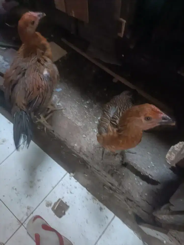Ayam pelung betina 2 ekor