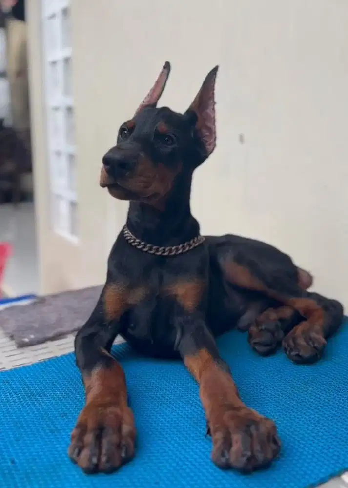 Dobermann puppy