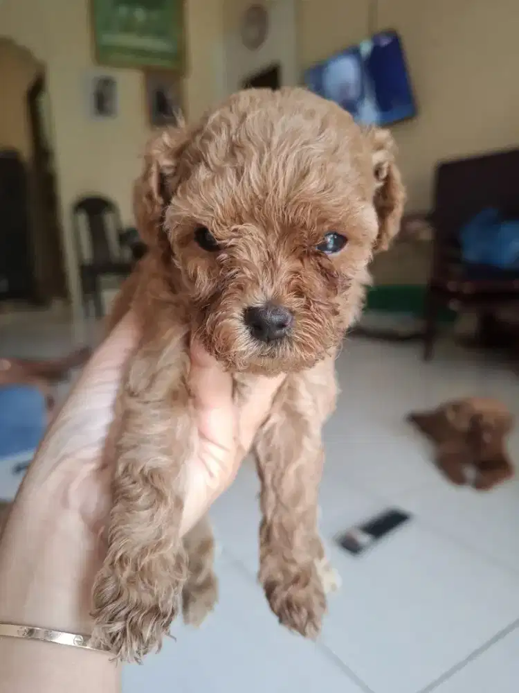 Tiny poodle betina