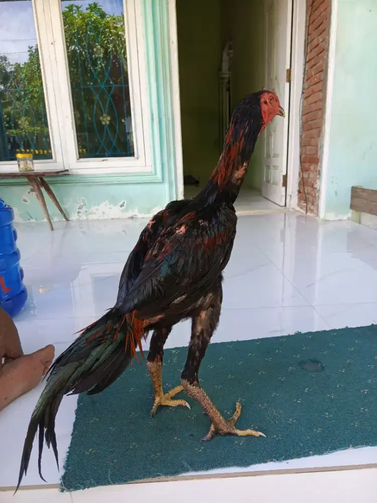 Ayam Bangkok jumbo